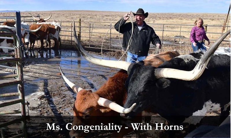 Miss Congeniality - With Horns
