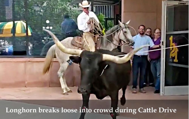 Longhorn breaks loose from parade in Colorado Springs