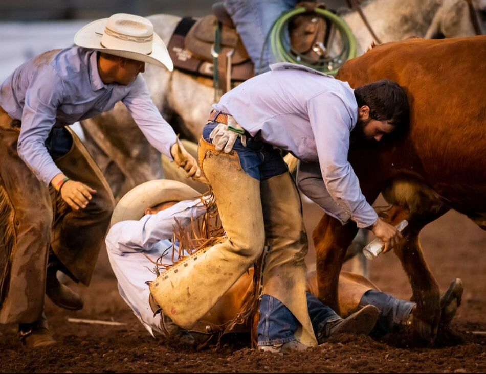 wild-cow-milking-ride-for-the-brand-ranch-rodeo-colorado-springs2 Wild cow milking at the rodeo