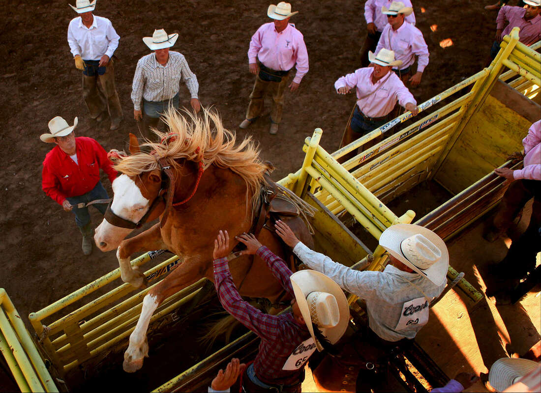Wild horse riding at the rodeo Wild horse riding at the rodeo